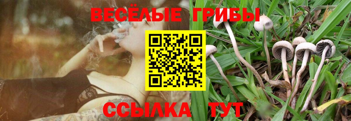 Псилоцибиновые грибы Psilocybe Гусь-Хрустальный